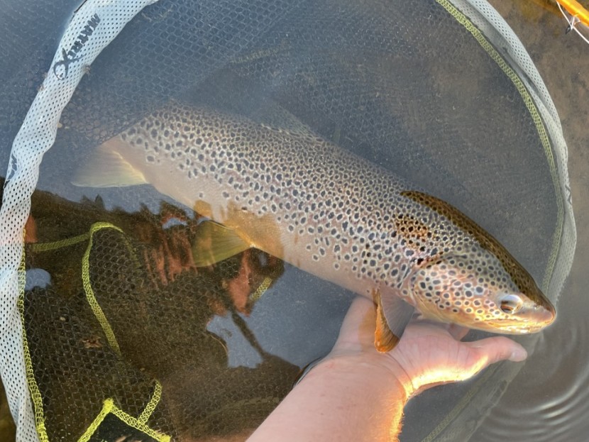 Middle Usk specimen - JE from Houghton on the Hill